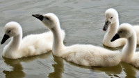 rybník swans-1436266 1280